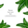 Palm leaf background. Palms leaves for print. Template Palm leaves for cover book. Realistic palms leaf. Leaves palm on blank