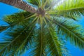Palm leaf background. Palm leaf texture. Palm foliage over blue sky. Coconut tree palms. Tropical palm leaves. Exotic pattern. Royalty Free Stock Photo