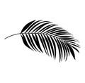 Palm leaf black vector silhouette.