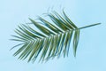 Palm leaf