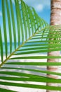 Palm leaf, blue sea and tropical white sand beach Royalty Free Stock Photo