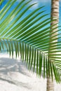 Palm leaf, blue sea and tropical white sand beach under the sun Royalty Free Stock Photo