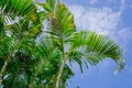 Palm leaf and the blue sky Royalty Free Stock Photo