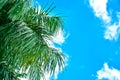 Palm leaf with blue sky and white clouds background summer concept