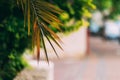 Palm leaf on blurred street background in sunny summer day with space for text. Royalty Free Stock Photo