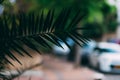 Palm leaf on blurred street background in sunny summer day with space for text. Royalty Free Stock Photo