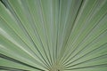 Palm leaf bones Palem bismarck / bismarkia silver & x28;Bismarckia nobilis