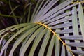 A palm leaf, a botanical family of perennial flowering plants in the monocot order Arecales