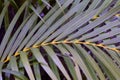 A palm leaf, a botanical family of perennial flowering plants in the monocot order Arecales