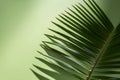 Palm leaf casting shadow on green background with copy space Royalty Free Stock Photo