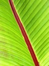 Palm Leaf Close-Up Royalty Free Stock Photo