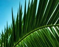 Palm leaf close up on blue sky background. Natural background Royalty Free Stock Photo