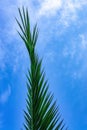 Palm leaf close up on blue sky background. Natural background Royalty Free Stock Photo