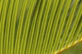 Palm Leaf