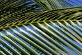 Palm leaf close up with sunlight reflecting in it