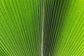 Palm leaf close up view green and black shade good for background use Royalty Free Stock Photo