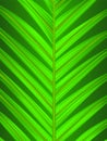 Palm leaf closeup