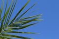 Palm leaf closeup on blue sky background. Green palm leaf on clean sky. Royalty Free Stock Photo