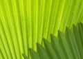 Green Fan Palm leaf closeup Royalty Free Stock Photo