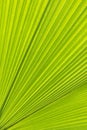 Palm leaf closeup