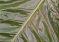 Shiny palm leaf closeup Royalty Free Stock Photo