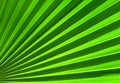 Palm leaf closeup green abstract background Royalty Free Stock Photo