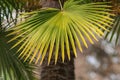 Palm leaf closeup Royalty Free Stock Photo