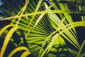 Palm leaf closeup, inside tropical garden - plant background Royalty Free Stock Photo