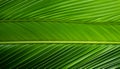 Palm leaf closeup Royalty Free Stock Photo