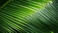 Palm leaf closeup Royalty Free Stock Photo