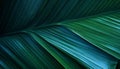 Palm leaf closeup Royalty Free Stock Photo