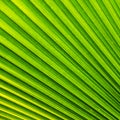 Palm leaf Royalty Free Stock Photo