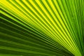 Palm leaf Royalty Free Stock Photo