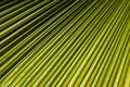 Palm leaf Royalty Free Stock Photo