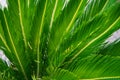 Palm leaf of cycas revoluta palm cycadaceae from south east asia and japan