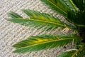 Palm leaf of cycas revoluta palm cycadaceae from south east asia and japan