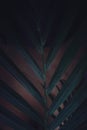 palm leaf in the dark