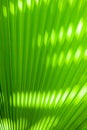 Palm leaf detail