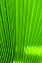 Palm Leaf detail