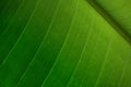 Palm leaf detail Royalty Free Stock Photo