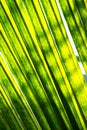 Palm leaf details. Tropical lush foliage texture