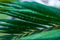 palm leaf with dew drops