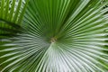 Palm leaf with diagonal lines, rounded image macro, Bali island, Indonesia Royalty Free Stock Photo