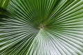 Palm leaf with diagonal lines, rounded image macro, Bali island, Indonesia Royalty Free Stock Photo