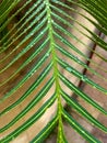 Palm, leaf, drop, drops, rainforest, forest, jungle, climate change, global warming, tropical