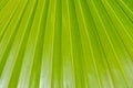 Palm leaf