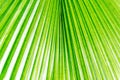 Palm leaf Royalty Free Stock Photo