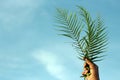 Palm leaf in hand against bright blue sky background.