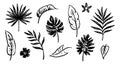 Palm leaf hand drawn crayon brush illustration. Foliage black tropical jungle leaves monstera, banana tree leaf texture Royalty Free Stock Photo