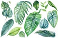 Palm leaf, Hand drawn watercolor tropical plants set. Exotic palm leaves illustration, tropical floral elements clipart Royalty Free Stock Photo